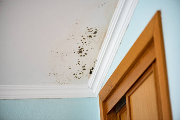 Best Residential Mold Remediation in Harb, OR
