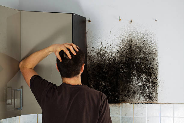 Best Crawl Space Mold Remediation in Harb, OR